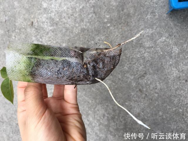 扦插月季不生根?用这捂一捂,过几天“冒白根”,变成月季大户