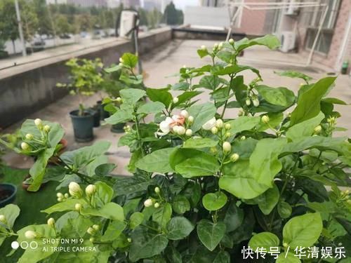 天下第一香,茉莉老树桩,轻松养成茉莉树,高端典雅大盆景