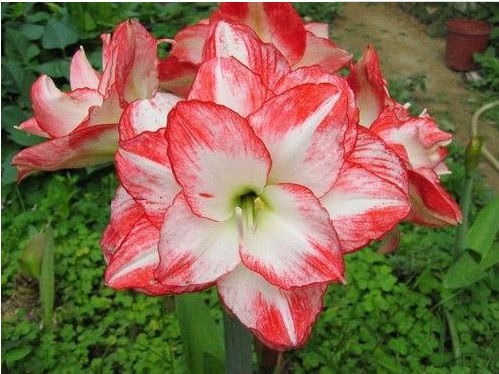 “4种花”谁见了都喜欢，好养又漂亮，花期超长，一开就是大半年