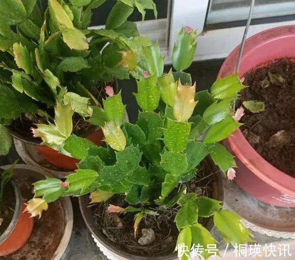 秋季养“蟹爪兰”，10天浇1碗肥水，开花多3倍，花朵大、花色艳