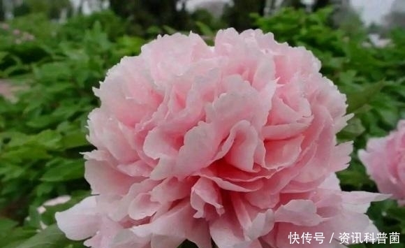 喜欢牡丹花,盆栽的牡丹能不能买?盆栽牡丹开花少,不建议买