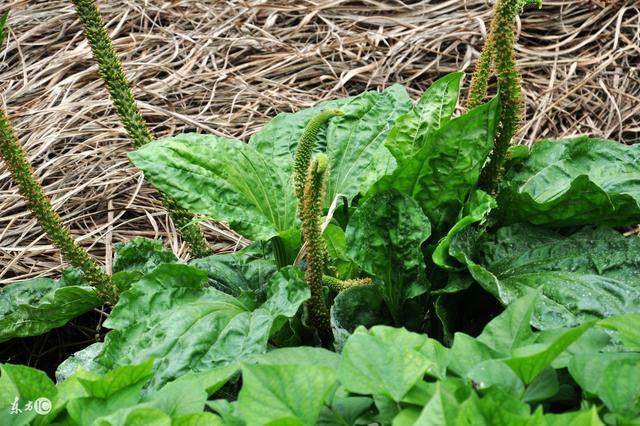 杂草|这五种农村常见的杂草,其实可都是名贵的中药!你都认识吗