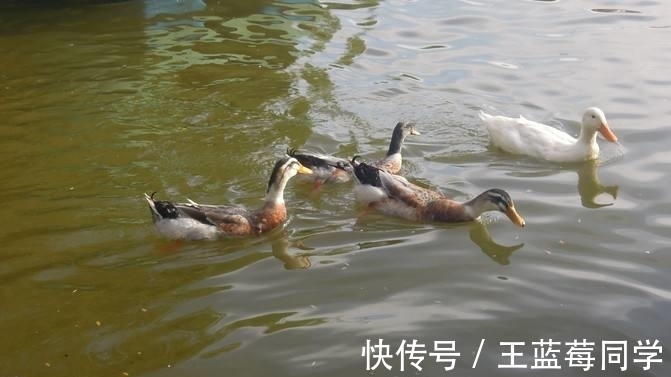 妙趣横生&3首妙趣横生的题画诗,才华横溢水平高,流传千年真不赖