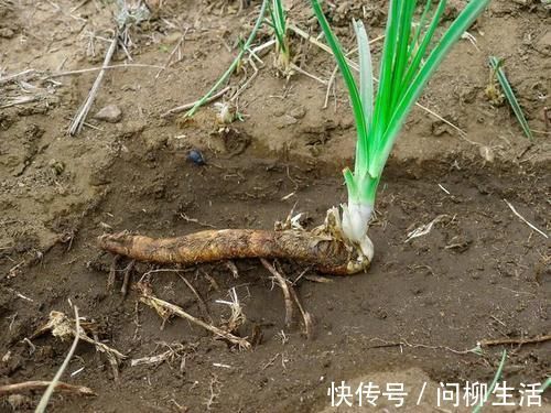 调理|有一味滋阴润燥的中药,李时珍说它“上则清肺,下则润肾”