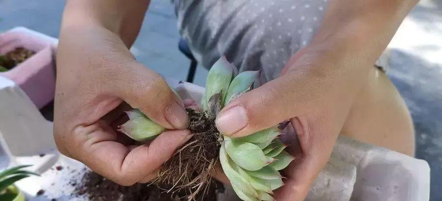 多肉修剪技巧，剪1根长1盆，再也不用在外面买了，划算