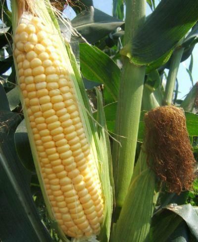 喝酒|尿酸高的“元凶”找到了,喝酒不算啥,“它”才是第一名