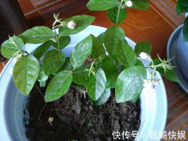 茉莉花能开150天，学会2个“技巧”，你也能做到！