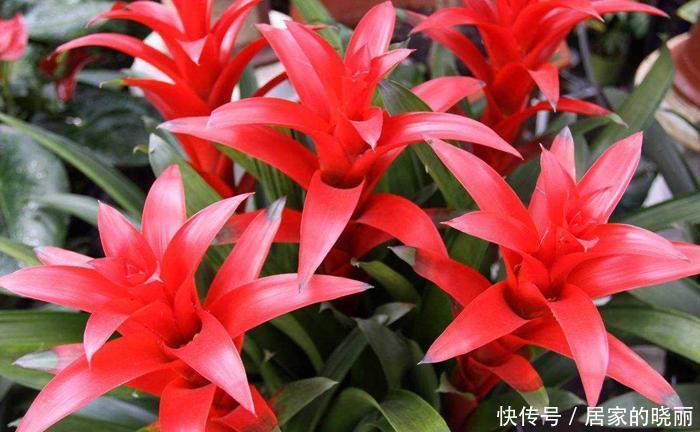 适合|盘点六种适合眼下入手的年宵花