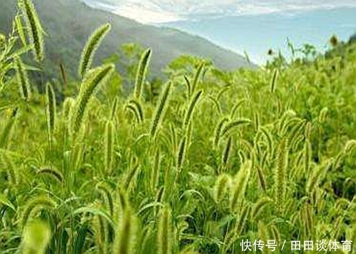 孩子|默默无闻的狗尾巴草，泡水喝竟有这么多好处，尤其对老人和孩子！