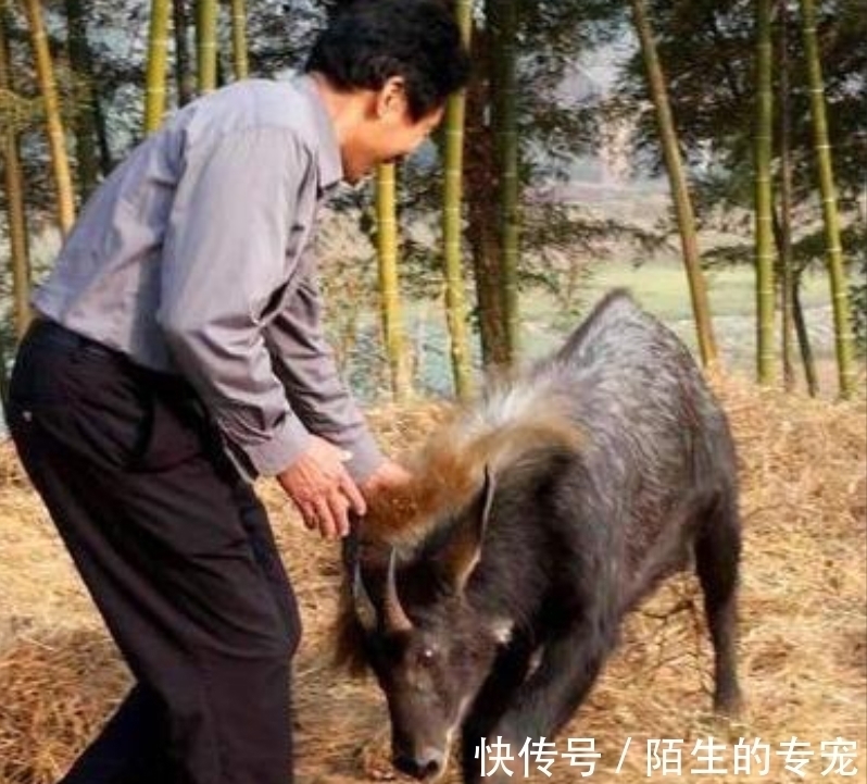 灭绝#“驴头狼”灭绝了50万年,如今又在神农架出现,这在警示什么?