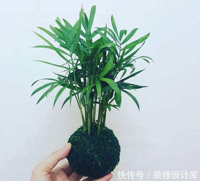 卫生间没窗户?养此4种花,耐阴好活,关键:除臭、杀菌,空气好