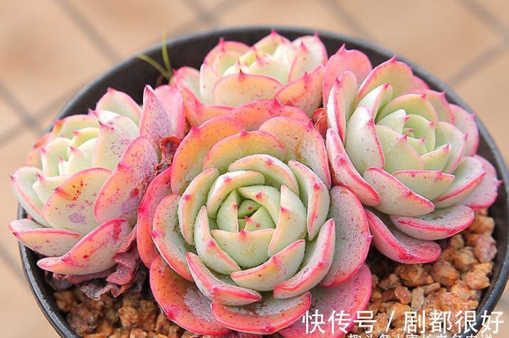 想打造多肉十里桃林?别只盯着桃蛋,此8个品种也许更合你的口味