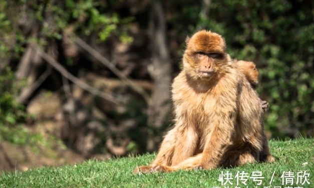 小窍门|10月后，生肖猴、生肖鼠、生肖兔旺运小窍门，拔得头筹，闯出名堂