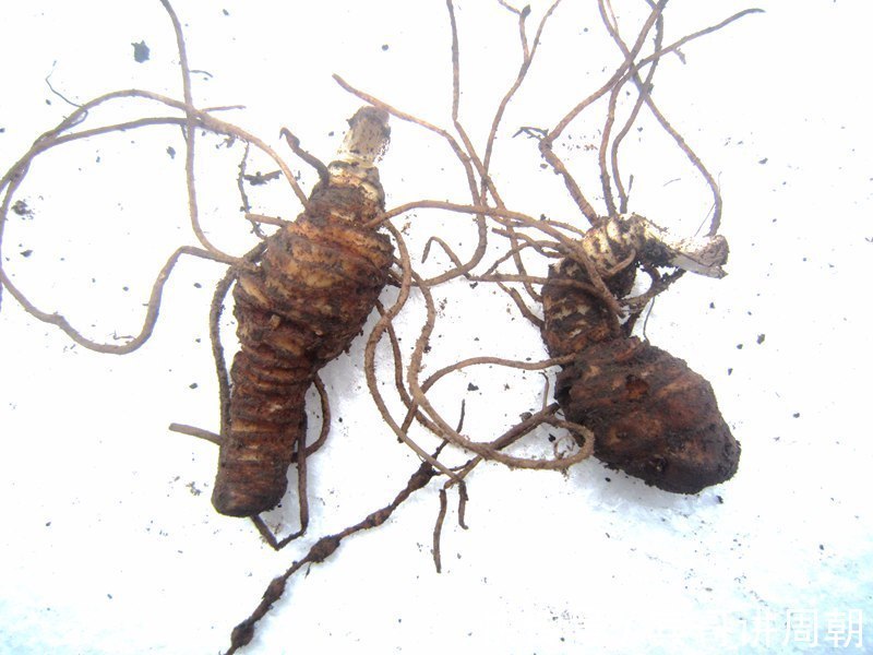 蒲公英|农村的抗癌野菜,过去都被当成杂草,如今市场卖到了780元一斤