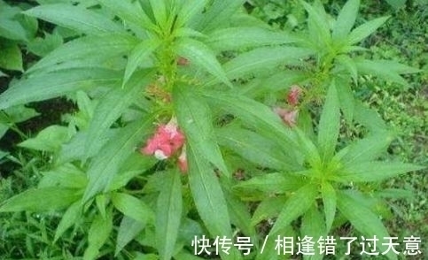 透骨草|十个人九个腰疼，此野草泡水喝，活血化瘀，腰不疼了，早喝早好