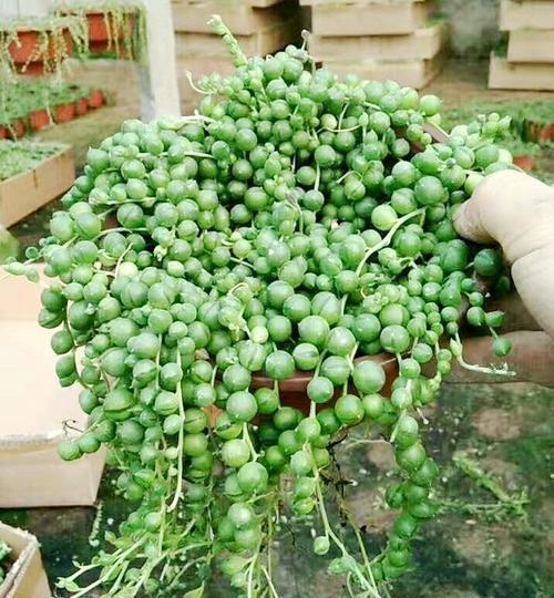 养护|这些多肉6月别买了,怕晒又怕热,容易晒伤难度夏,浪费钱白费力