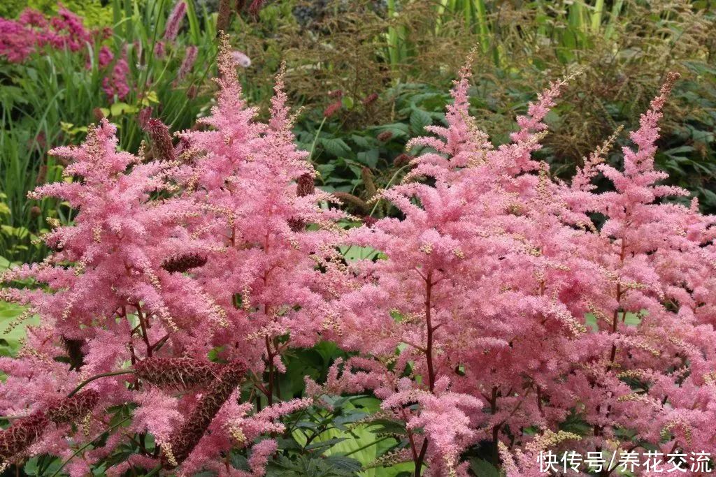 排水性|适合养树荫下的5种观赏植物，有观叶和开花两类植物可供选择