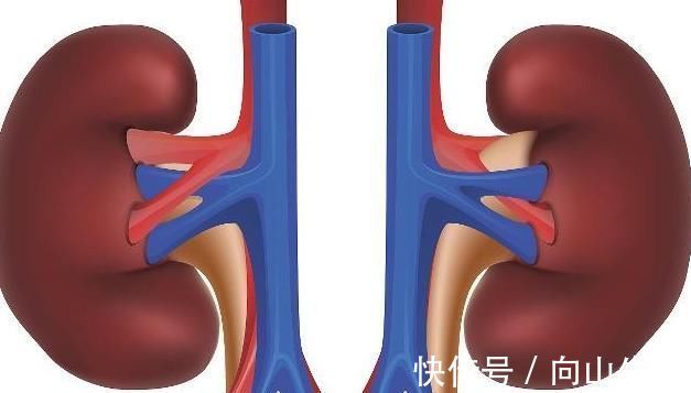 肾脏|冬季是养肾“黄金期”，常吃3物，可能滋养肾脏效果好，不要忽视