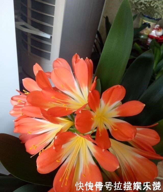 养护|想要君子兰长得好长得快,这4点一定要做足“功课”,不然长不好!