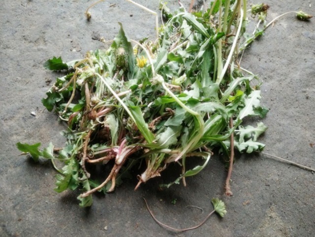 肾阳虚衰|农村人不吃的野菜。喂猪都不吃,城市人抢着买,医药价值非常的高