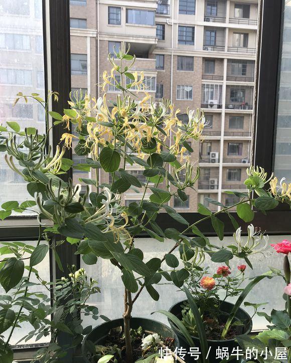 长寿花|6种“老人花”,漂亮清香,吉利又大方,你养着花,花也养着你