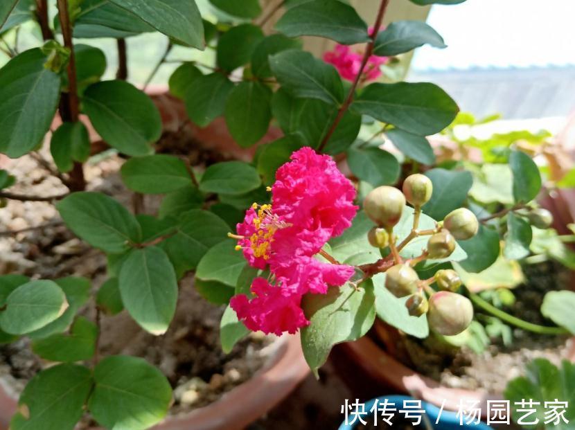 秋天养花怕出现“空盆”？做好4件事，植株有精神，枝叶绿