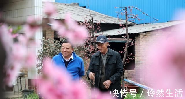 老人|84岁老人家里一棵桃树上长出了13株桃树,开花似“孔雀开屏”