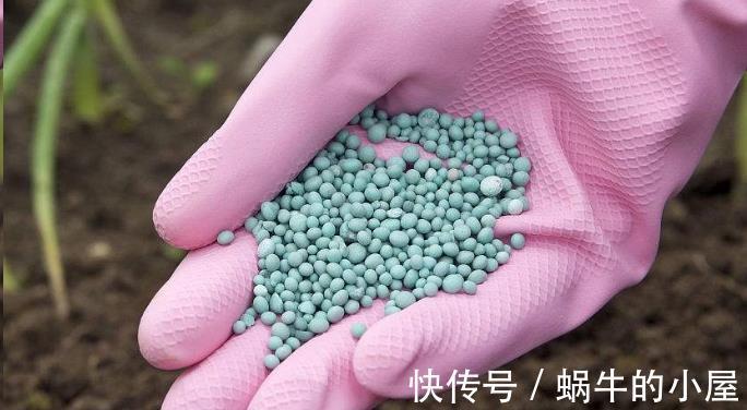 养分|5种漂亮花，九月“睡醒了”，施肥催花快下手，下个月开爆棚