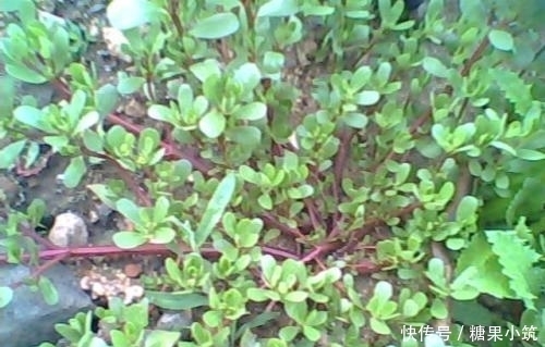  马齿苋|农村这种野菜，被誉为“长寿菜”，城里人想吃都买不到！