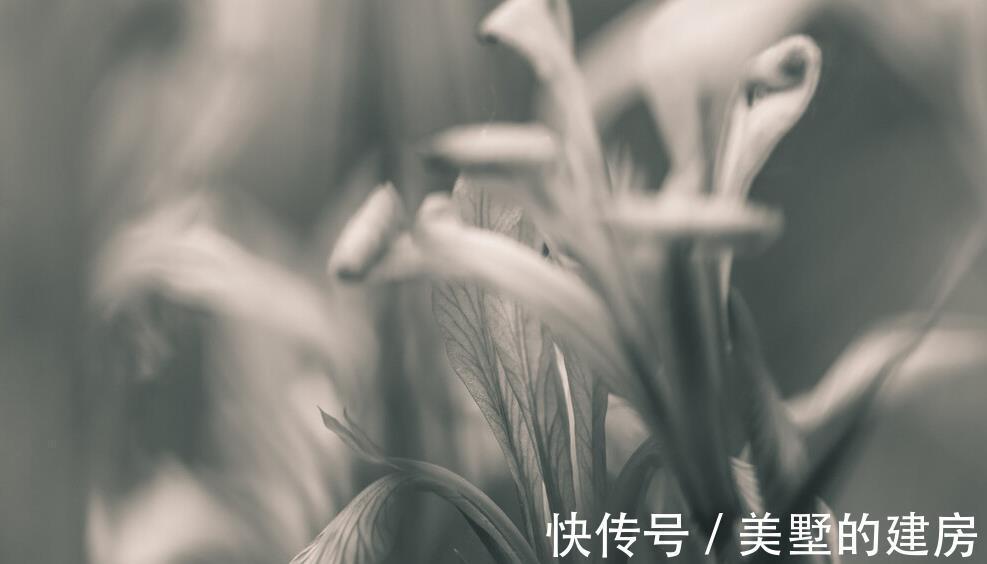 浇水|墨兰浇水的正确方法是这样子的