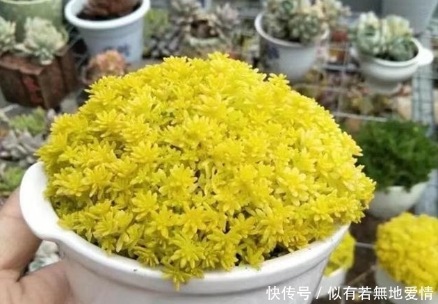 肉友|养多肉用多大盆的合适?难怪我家多肉总不爆盆