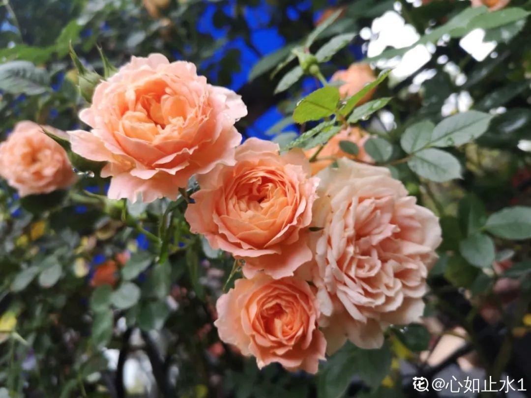 家里养了月季,花后使劲剪,越剪越开花,真省心