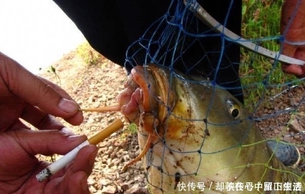 鱼饵|野钓要想有好的渔获,鱼饵最好是手工制作的,分享一点我的经验