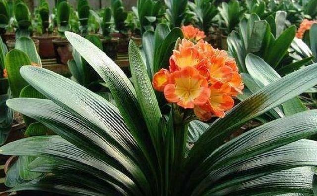 家养君子兰总是烂根掌握几个养护技巧，株形挺拔、四季常青