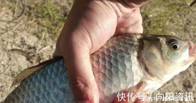 春钓|春钓“对付”大板鲫,我就喜欢用这诱鱼套路,比钓草鱼还过瘾