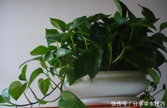 家里最好别养这几种花,对住里面的人很不友好,别一错再错了!