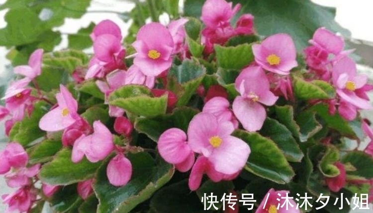 4种花很漂亮,好养易活能爆盆,比绿萝好养,花开不断怒放全年