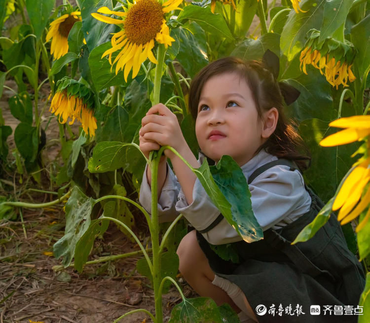 济南网红向日葵花海波澜壮阔如同画卷，如此美景别错过！|情报站| 向日葵