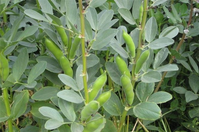 花胶|想长寿得会吃,润肠通便,美白肌肤,营养丰富,上桌就抢光!