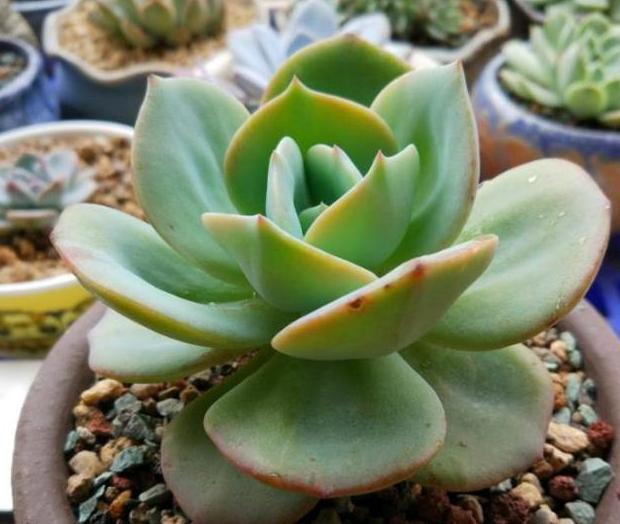 养花不用买营养液,准备好香蕉皮,盆栽植物叶子不泛黄