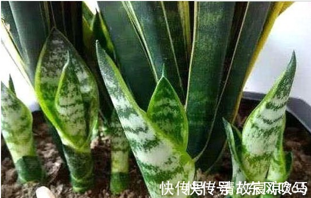 养虎皮兰，往盆埋“1块它”，不施肥，小芽直接撑破盆，疯长不停