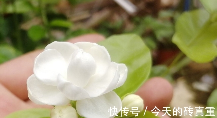 茉莉花黄叶怎么办,找准原因简单一步,叶片绿油油