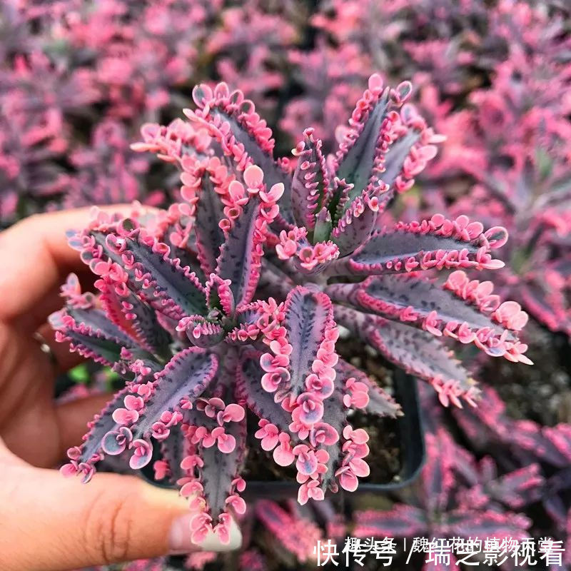 超级好养的8种花,1个月不浇水也死不了!