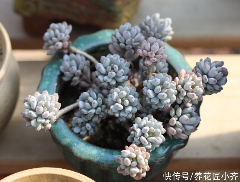 叶片|夏天养多肉不要做“四件事”,否则多肉养不活