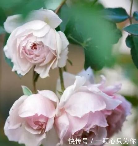 绿化带的月季没人管也开得很好,为啥自己家的月季就那么难养呢