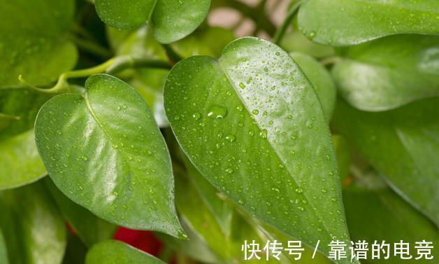 7种花草自带“抗体”，不容易生病虫害，是真正的“省心”花