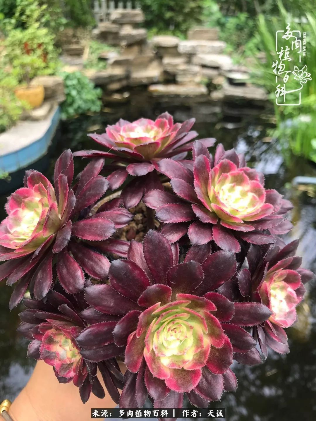 吃饱喝足,包邮区的多肉养精蓄锐准备渡劫!