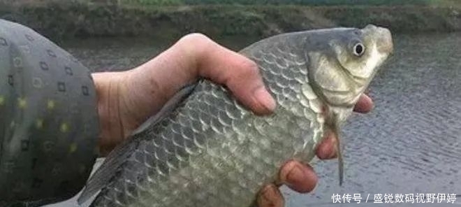 入口性|夏钓鲫鱼，饵料得这么配，一不小心就爆护