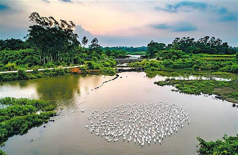 湿地|海南海口：湿地绘就生态画卷 绿意尽染延河岸