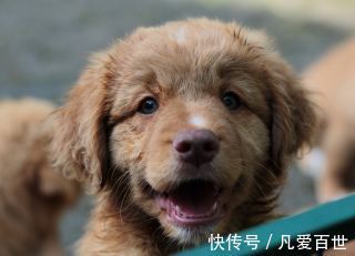 |搞笑动图:终于下雪了,小企鹅开心得跳起来!